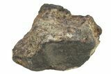 Chelyabinsk Meteorite ( g) - Witnessed Fall #263525-1